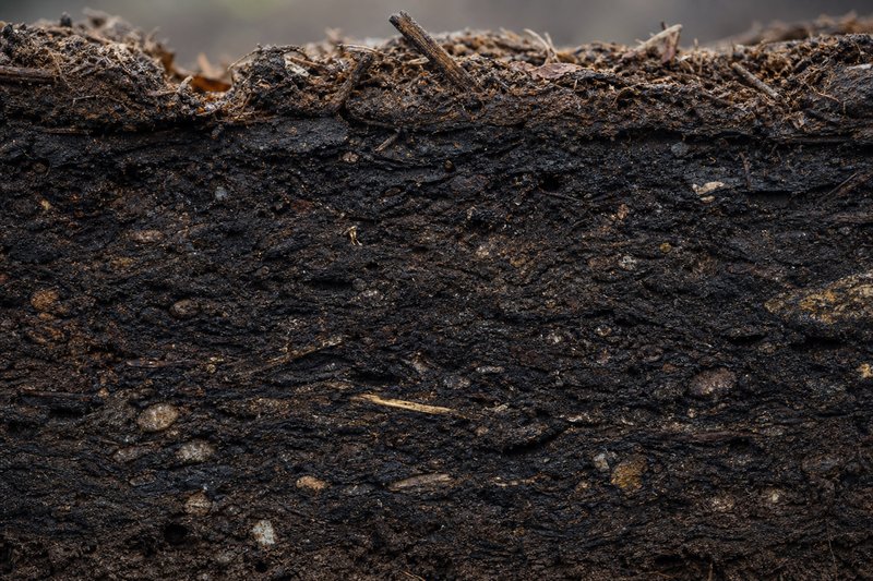 Nahaufnahme von altem Dauerhumus – dichte organische Materie mit Mineralpartikeln