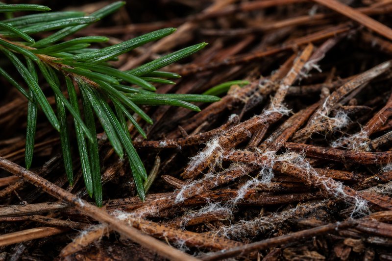 Makro-Aufnahme frischer Fichtennadeln und brauner Nadelstreu auf Waldboden mit sichtbaren Pilzfäden