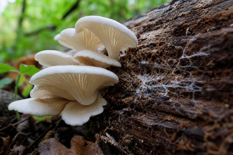 Austernpilze auf verrottendem Baumstamm im Wald, Pilzmyzel-Fäden sichtbar